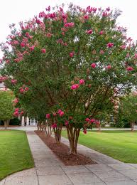 Crape Myrtle