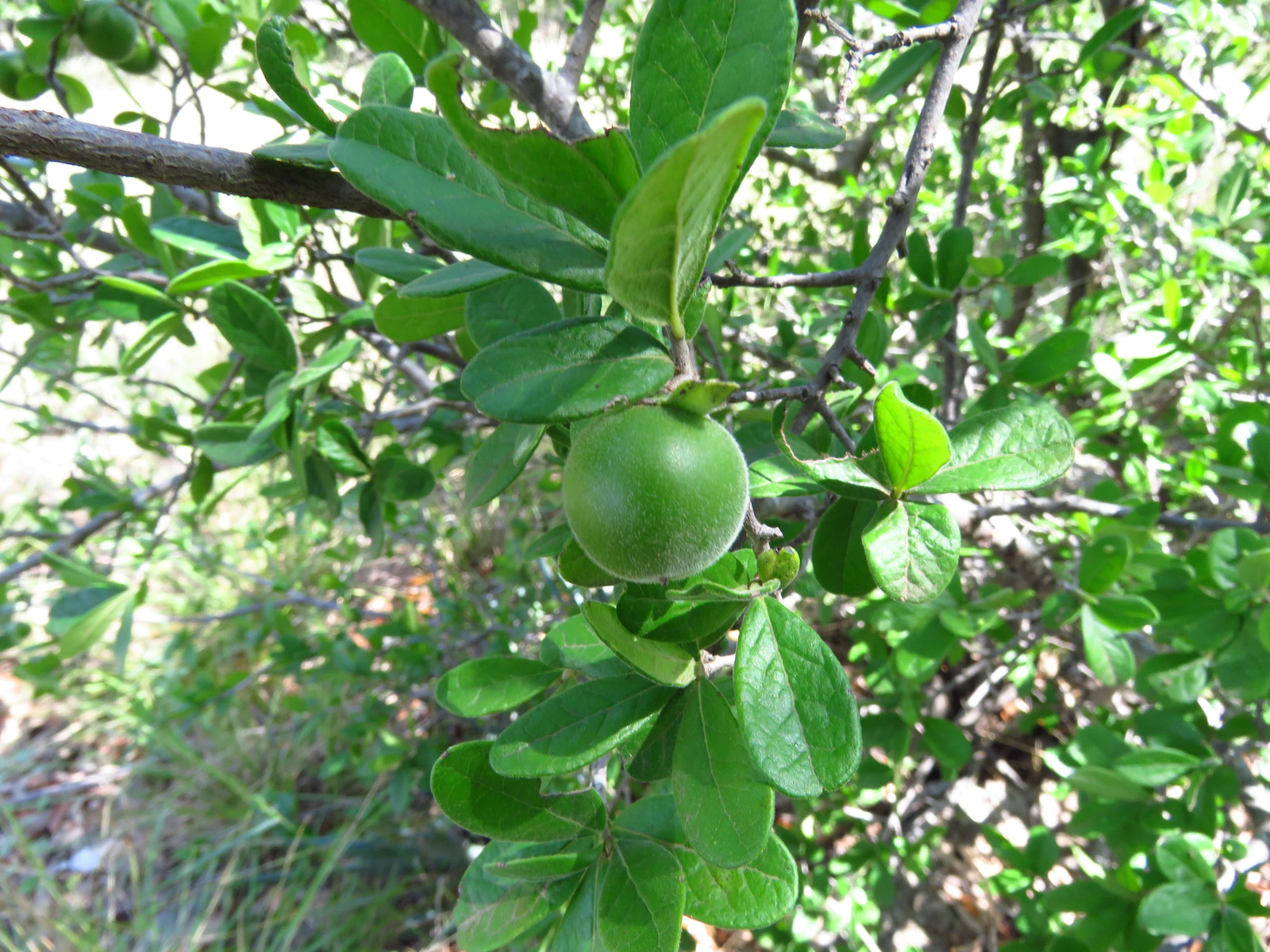 Texas Persimmon